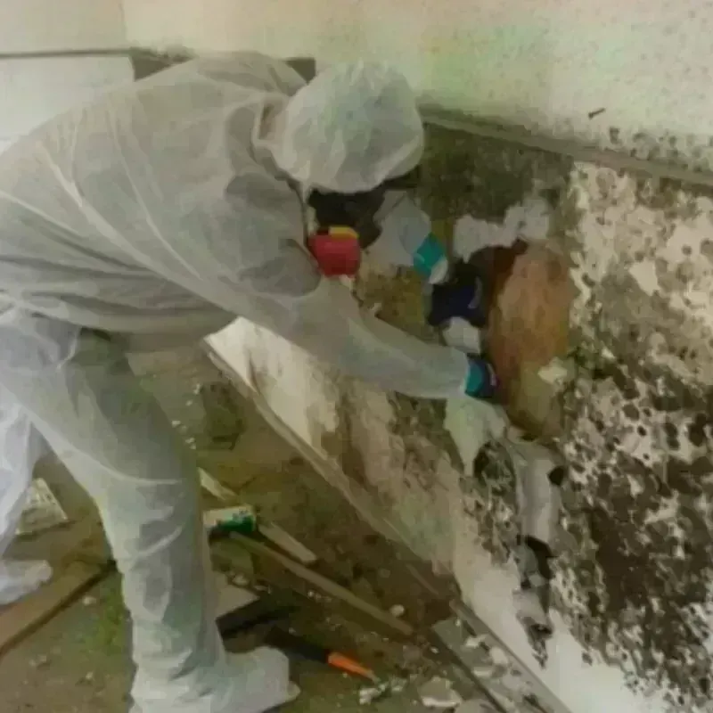 Best Mold Remediation and Removal Service in Knik-Fairview, AK